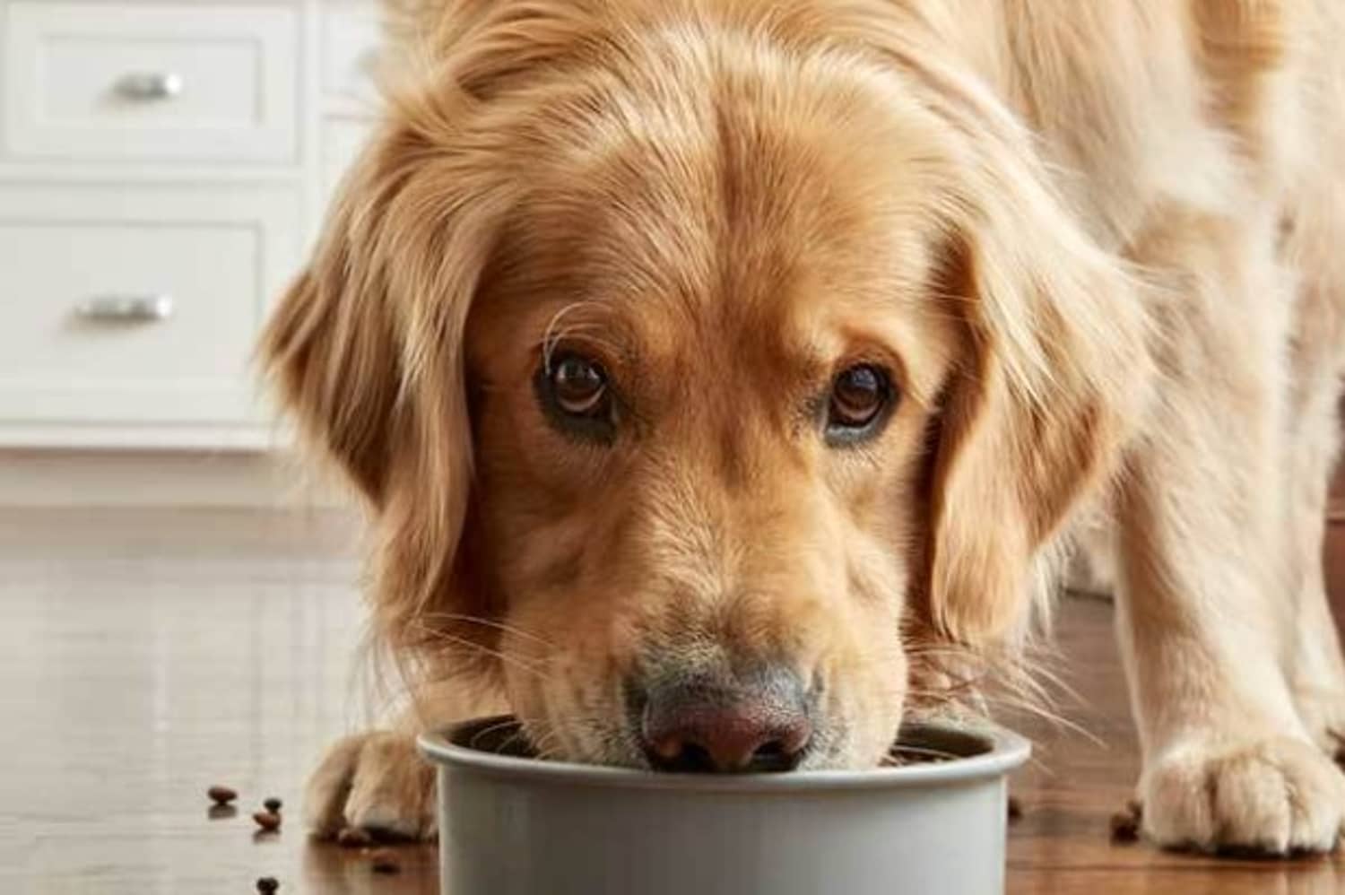 Golden Retriever dog eating from a round silver bowl